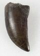 Serrated, Allosaurus Tooth - Top Quality! #36386-2
